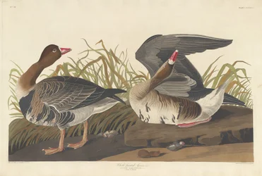 Blässgans, 1836