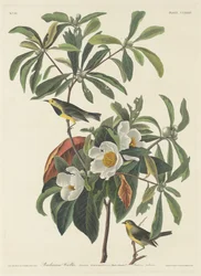Bachmans Waldsänger
