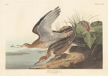 Bartramstrandläufer