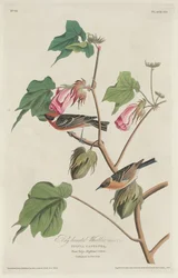 Bay-breasted Warbler
