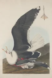 Schwarzrückige Möwe