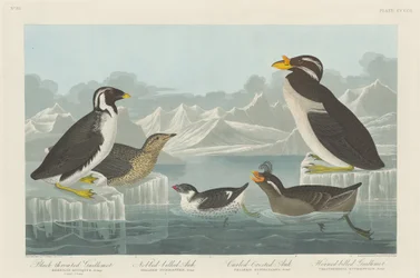 Schwarzkehl-Guillemot, Knopf-Schnabel-Auk, Locken-Kamm-Auk und Horn-Schnabel-Guillemot