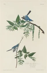 Blaugrauer Fliegenschnäpper