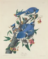 Blauhäher