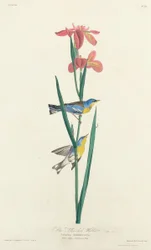 Blau-Gelb-Rückensänger