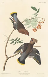 Böhmischer Schwätzer