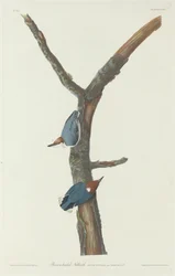 Braunkopfkleiber