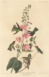 Kolumbianischer Kolibri
