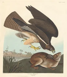 Mäusebussard