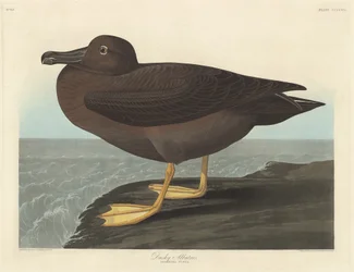 Dunkler Albatros