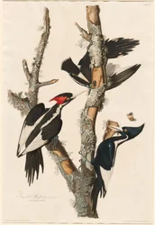Elfenbeinspecht