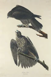 Labradorfalke