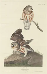 Kleine Eule
