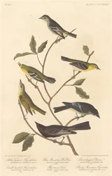 Kleiner Tyrannenschnäpper, Kleinköpfiger Schnäpper, Blaugebirgs-Waldsänger, Bartrams Vireo, Kurzbeiniger Pewee und Rocky-Mountain-Schnäpper