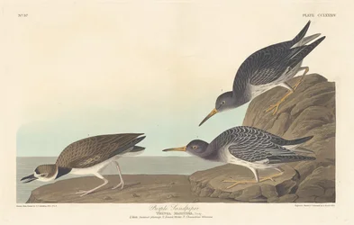 Meerstrandläufer