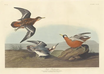 Rotschenkel-Phalarope