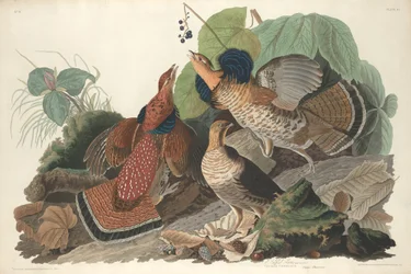 Raufußhuhn