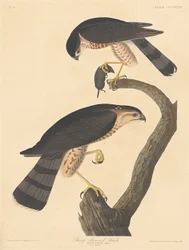 Schnepfenbussard