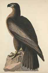 Der Vogel von Washington oder Großer amerikanischer Seeadler