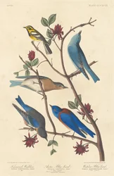 Townsend-Waldsänger, Arktischer Blaukehlchen und Westlicher Blaukehlchen
