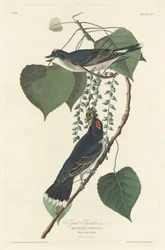 Tyrannenfliegenschnäpper