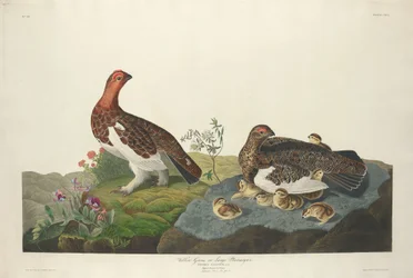 Weidenhuhn