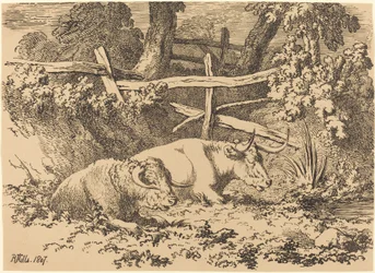 Ruhende Rinder