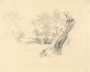 Baumstudie