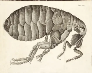 Querschnitt eines Flohs aus Micrographia, veröffentlicht 1665