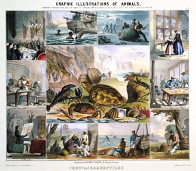 Krustentiere und Reptilien, ca. 1850