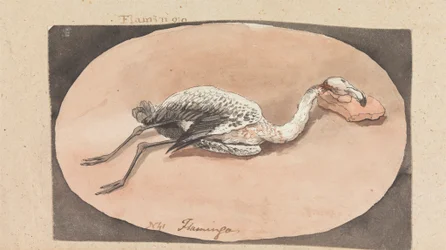 Flamingo