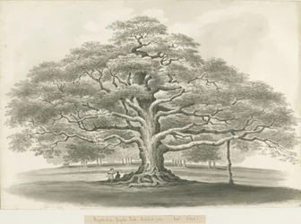 Blithfield - Bagot
