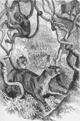 Der Puma, um 1885, 1890