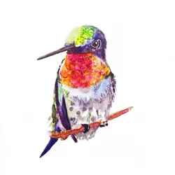 Rubinkehlkolibri, 2021