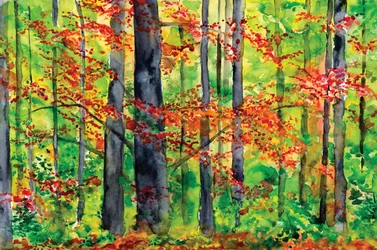 Herbstwaldglühen