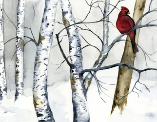 Roter Kardinal im Birkenwald
