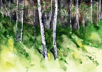 Sonnenbeschienener Birkenwald