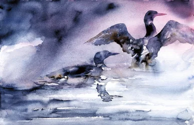 Wasservögel in der Dämmerung
