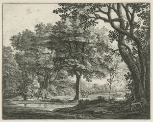 Hirsche im Haagse Bos