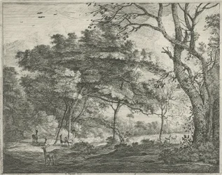 Hirsche im Haagse Bos