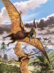 Pteranodon (oben) und Rhamphorhynchus (unten)