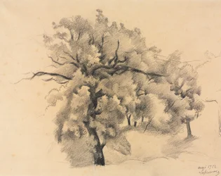 Studie von Bäumen