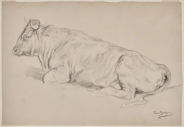 Ruhender Stier