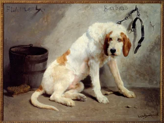 Der Hund Barbaro nach der Jagd (Jagdhund)