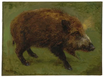 Das Wildschwein