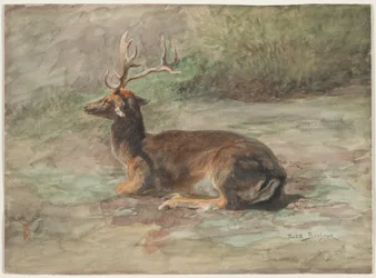 Liegender Hirsch, zweite Hälfte des 19. Jahrhunderts (Aquarell und Gouache über Graphit)