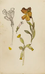 Studie von Blumen, Goldlack und Schlüsselblume