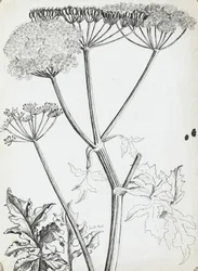Wiesenkerbel
