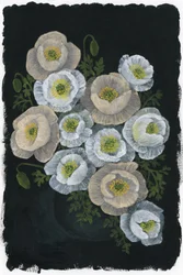 Elegante Mohnblüten