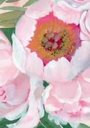Rosa Pfingstrosenblüte